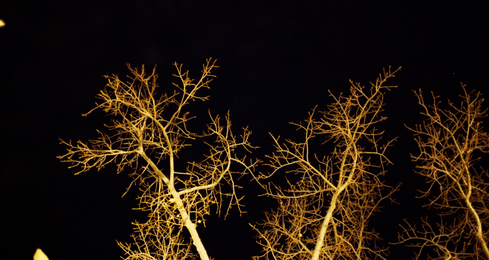 Trees illuminated against the night sky