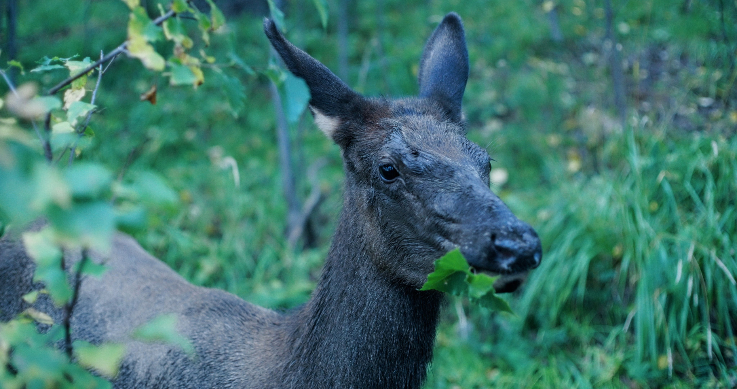 A deer in the taiga